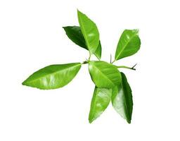 verde hojas en un blanco transparente fondo, verde hojas, hojas, transparente png foto