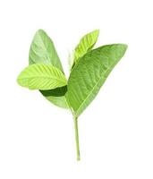 A green guava leaves of a plant in white a white ground, leaf of a plant transparent background photo