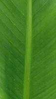 Green banana leaves on a white transparent background, green leaves, leaves, transparent png photo