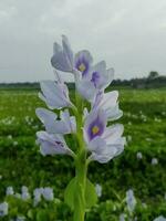 Violeta flor, jacinto flor cerca arriba fotografía, lluvioso estación, , Japón, japonés flor, hermosa naturaleza paisaje, hoja patrón, río flores, florecer fotos, naturaleza, florecer, floración, primavera, foto