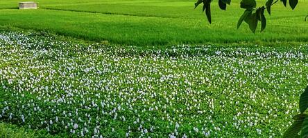 Hyacinth flowers and rice field, Natural view of rice field and green tree, Natural view of rice field and green tree over the lake drinking, landscape with grass and trees, rice field photo blue sky