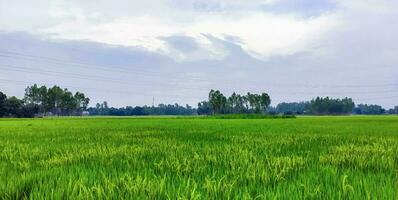 green rice field in the morning, Natural view of rice field and green tree over the lake drinking, landscape with grass and trees, rice field photo blue sky