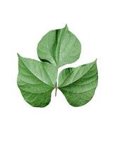 Green leaves on a white transparent background, green leaves, leaves, transparent png photo