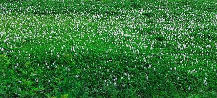 Hyacinth flowers and rice field, Natural view of rice field and green tree, Natural view of rice field and green tree over the lake drinking, landscape with grass and trees, rice field photo blue sky