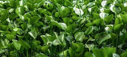 green water hyacinth background photo in a pond