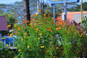 Flower in a garden outside in the summertime photo