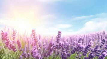 Close up of lavender field with lens flare under blue sky and copy space. . photo