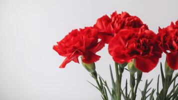 Red carnations with copy space on a light gray background. . photo