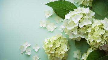 White hydrangeas on an ice green background with scattered sepals and copy space. . photo