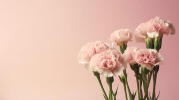 Light pink carnations on a pink gradient background with copy space. . photo