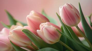 Focused pink tulips in a diagonal arrangement on a pink and white gradient background. . photo