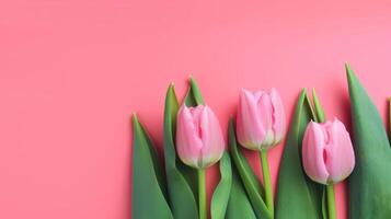 Three pink tulips on a solid pink background with copy space. . photo