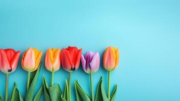 Multicolored tulips on light blue background with copy space. . photo