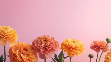 Yellow and pink marigolds at the bottom on a pink gradient background with copy space. . photo