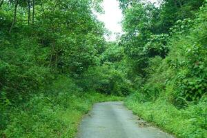 Narrow road through Green Forest at East Sikkim photo