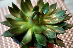 Echeveria Interior Plant  at Table top photo