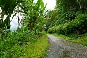 Mountain road at Sikkim Offbeat Village towards Lungchok photo