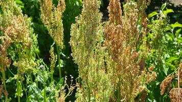 Sauerampfer ist ein mehrjährig Kraut mit länglich Blätter. Samen. Sommer- Garten. video