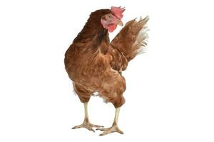 Clipping path. Hen isolated background view. Hen Brown Chicken Mockup. photo