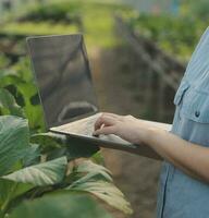 Asian woman farmer using digital tablet in vegetable garden at greenhouse, Business agriculture technology concept, quality smart farmer. photo