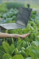 asiático mujer granjero utilizando digital tableta en vegetal jardín a invernadero, negocio agricultura tecnología concepto, calidad inteligente agricultor. foto