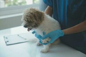 Vet examining dog and cat. Puppy and kitten at veterinarian doctor. Animal clinic. Pet check up and vaccination. Health care. photo