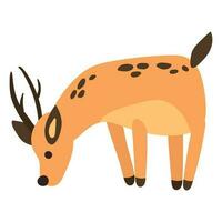 Cute hand drawn roe deer. White background, isolate. vector