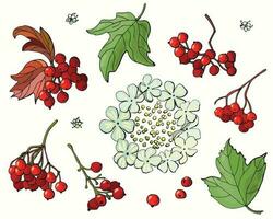 A set of berries and flowers of viburnum. Cartoon style. White background isolate. vector illustration.