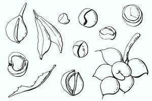 Macadamia nuts set. line art. White background, isolate. vector illustration.