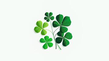 Green Clover Plant On White Background. St. Patrick's Day Concept. photo