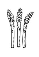 Asparagus sketch doodle icon. Vector single illustration on a white background.