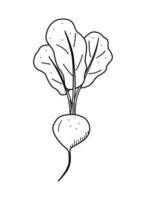 Radish with foliage icon, doodle single, vector vegetable on a white background.