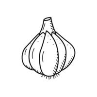 Garlic head sketch icon, vector drawing of a vegetable on a white background.