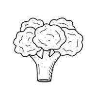 Cauliflower sketch, doodle vector drawing on a white background.