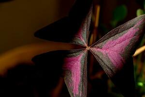 Beautiful potted home plant Oxalis triangular magenta photo