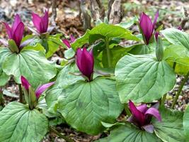 Pink flowers and green leaves of giant trillium photo