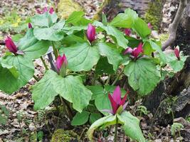 Pink flowers and green leaves of giant trillium photo