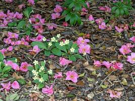 Fallen Camellia flowers among primroses on the ground photo