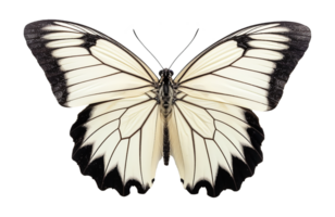 mooi vlinder portret geïsoleerd Aan transparant achtergrond. generatief ai png