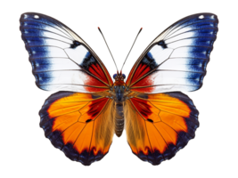 beautiful butterfly portrait isolated on transparent background. png