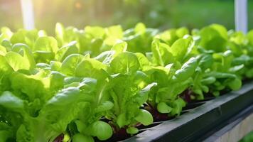 New vegetable hydroponic system.Organic vegetables serving of mixed greens developing plant hydroponic video