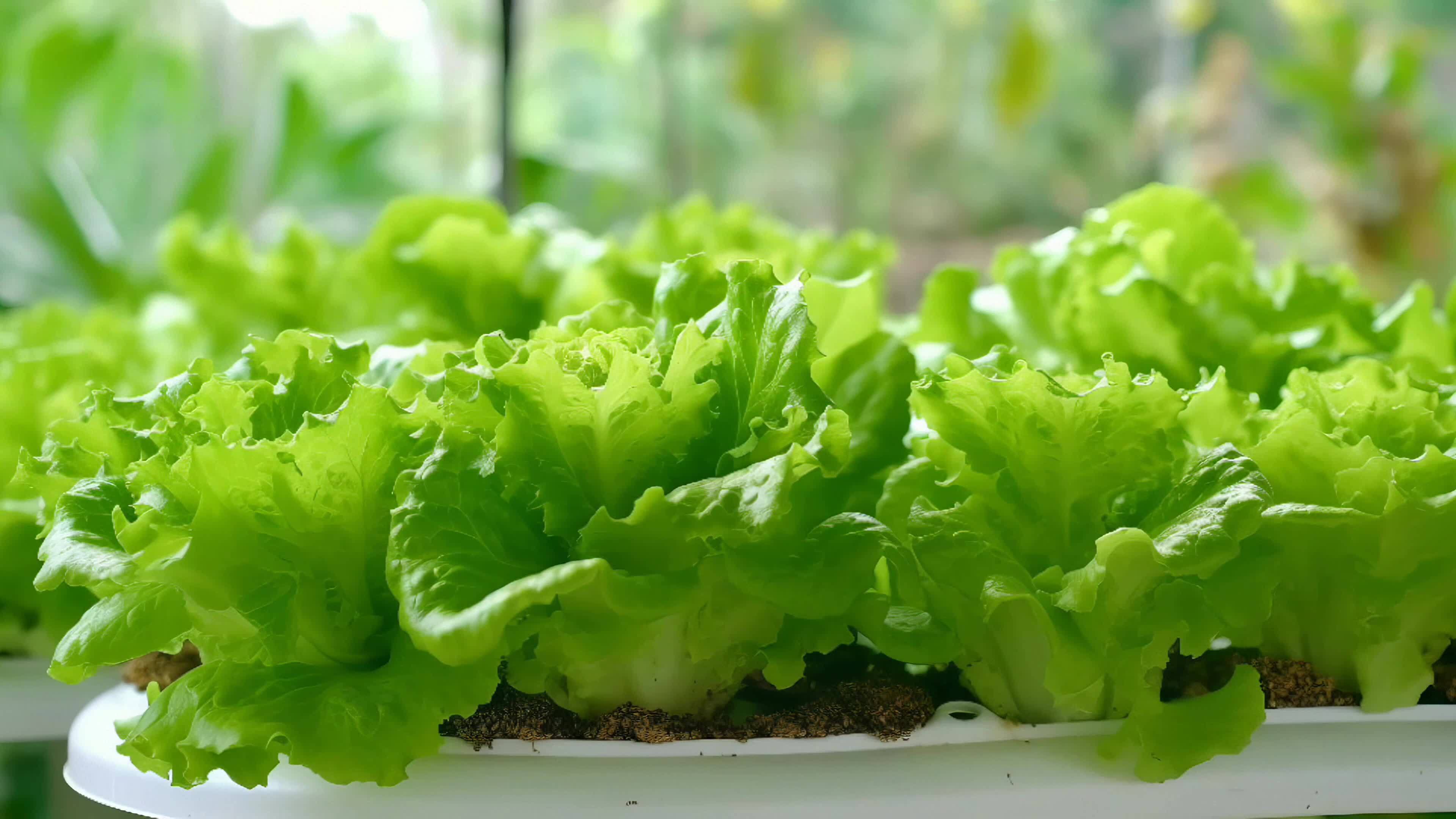 New vegetable hydroponic vegetables serving of mixed