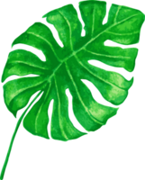 Tropical Green Realistic Leaves Floral Jungle png