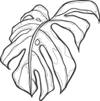 tropisk löv svartvit med skisser årgång blad png