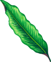 Tropical Green Realistic Leaves Floral Jungle png