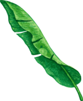 tropisk banan blad grön realistisk löv blommig djungel png