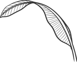 tropisk löv svartvit med skisser årgång blad png
