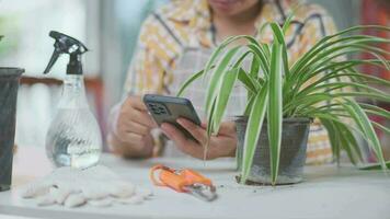 framgångsrik kvinna trädgårdsmästare använder sig av smartphone till sälja växter på uppkopplad marknadsföra. ung kvinna försäljning inlagd växter på social media med mobil telefon på Hem. ägare Start upp små företag växthus. video