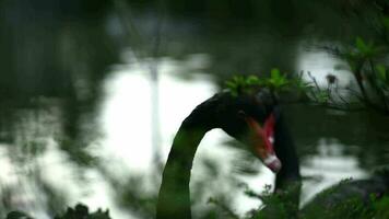 dos negro cisnes son nadando en un estanque en el parque. video