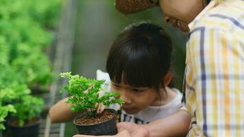 linda niña Ayudar su madre tomar cuidado de el plantas. madre enseña hija cómo a crecer plantas en ollas en invernadero. familia pequeño negocio. video
